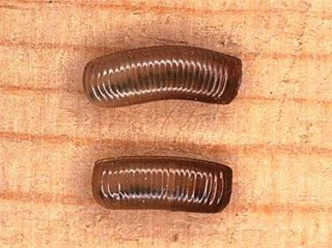 A german cockroach egg is called an ootheca and can birth about 40 'baby' roaches