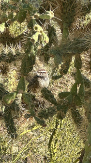 Bird at Lost Dutchman State Park, Apache Junction, AZ