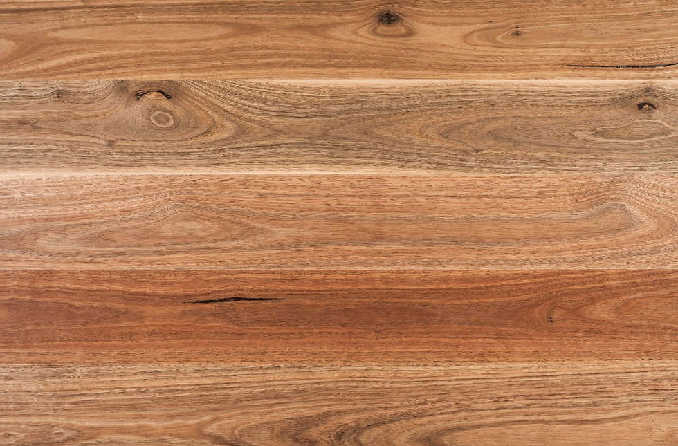 Spotted Gum