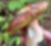 Turkey Bacon Dip | Fungus Federation of Santa Cruz