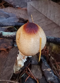 Lepiota magnispora. © R. Scott LaChance (CC-BY-NC) (from inaturalist.org, ID 193454741)