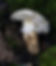 Chawanmushi with Matsutake | Fungus Federation of Santa Cruz