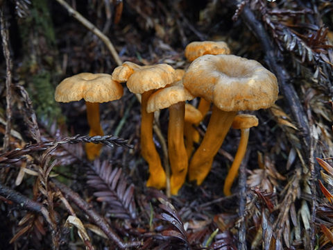 Craterellus tubaeformis. Photo by Yevgeny Nyden
