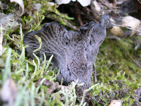 Craterellus atrocinereus. © Debbie Viess (from mushroomobserver.org)