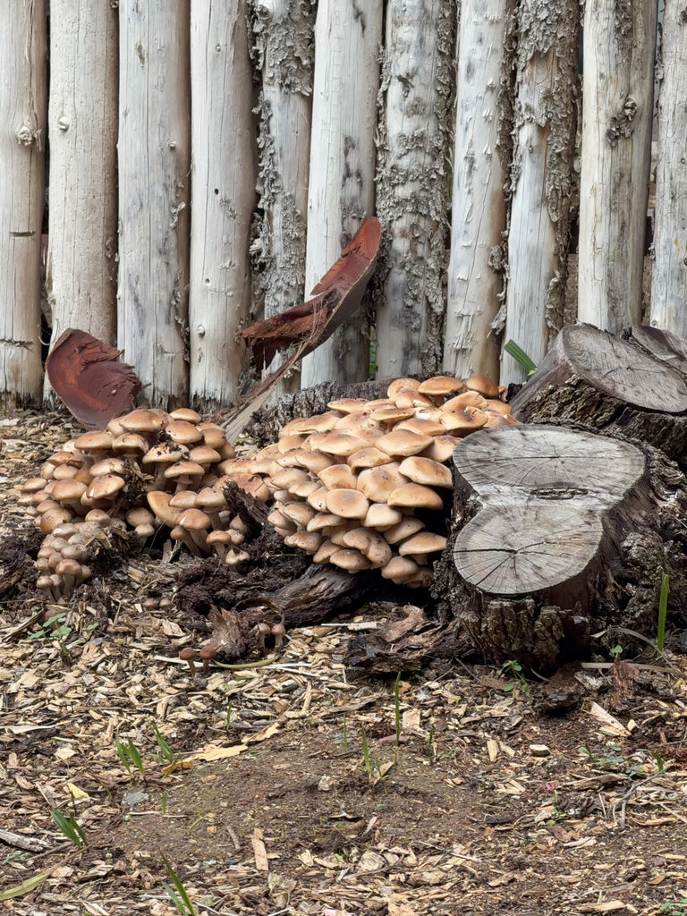Virtual Mushroom ID Class, January 2021