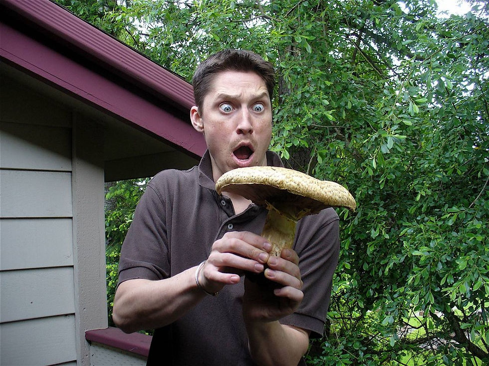 Agaricus augustus. Photo by Drew Anderson (from mushroomobserver.org)