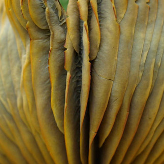 Omphalotus olivascens. © Debbie Viess (from mushroomobserver.org)