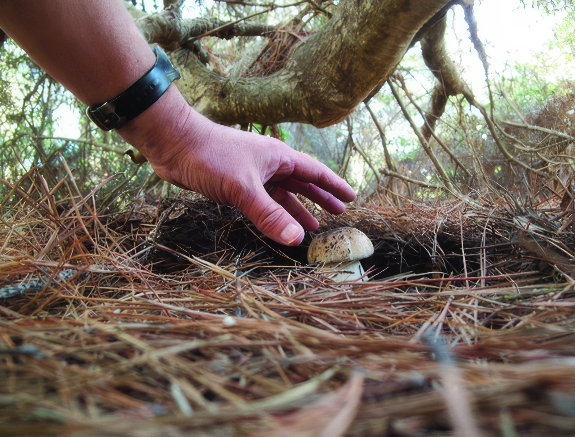 A bolete!!!