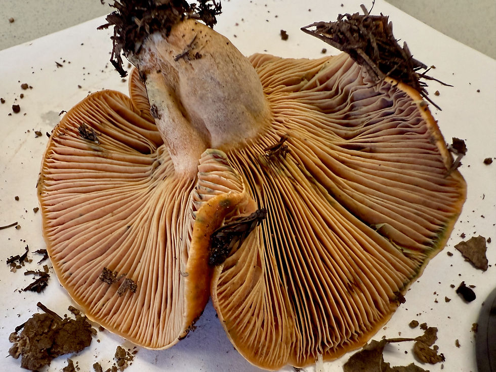 Mushroom ID Class, February 2026