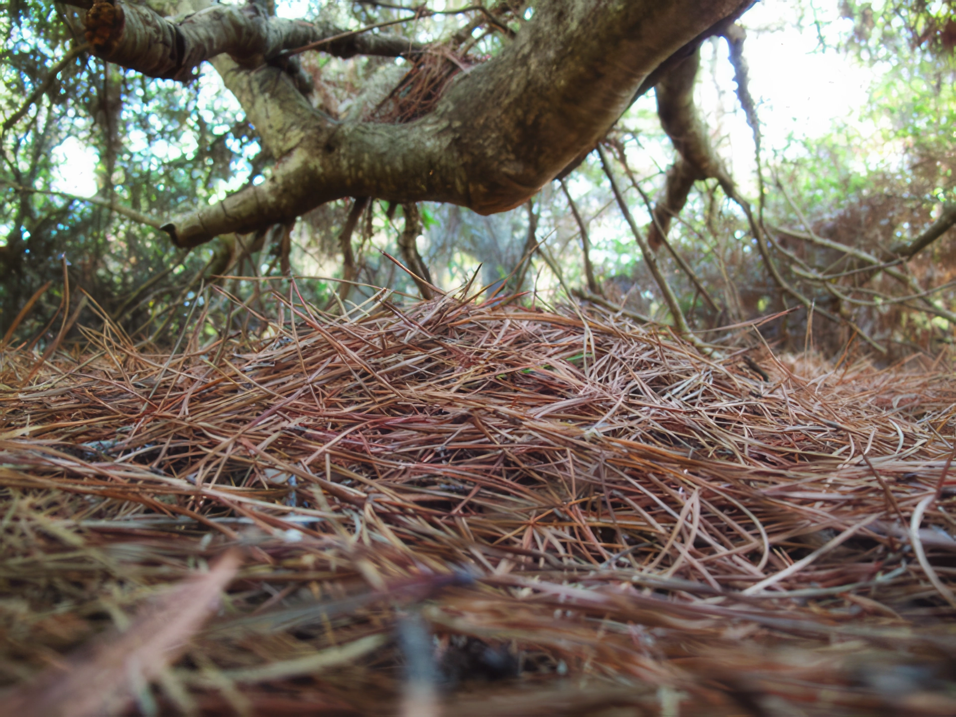 I saw a little lump in the pine needle duff...