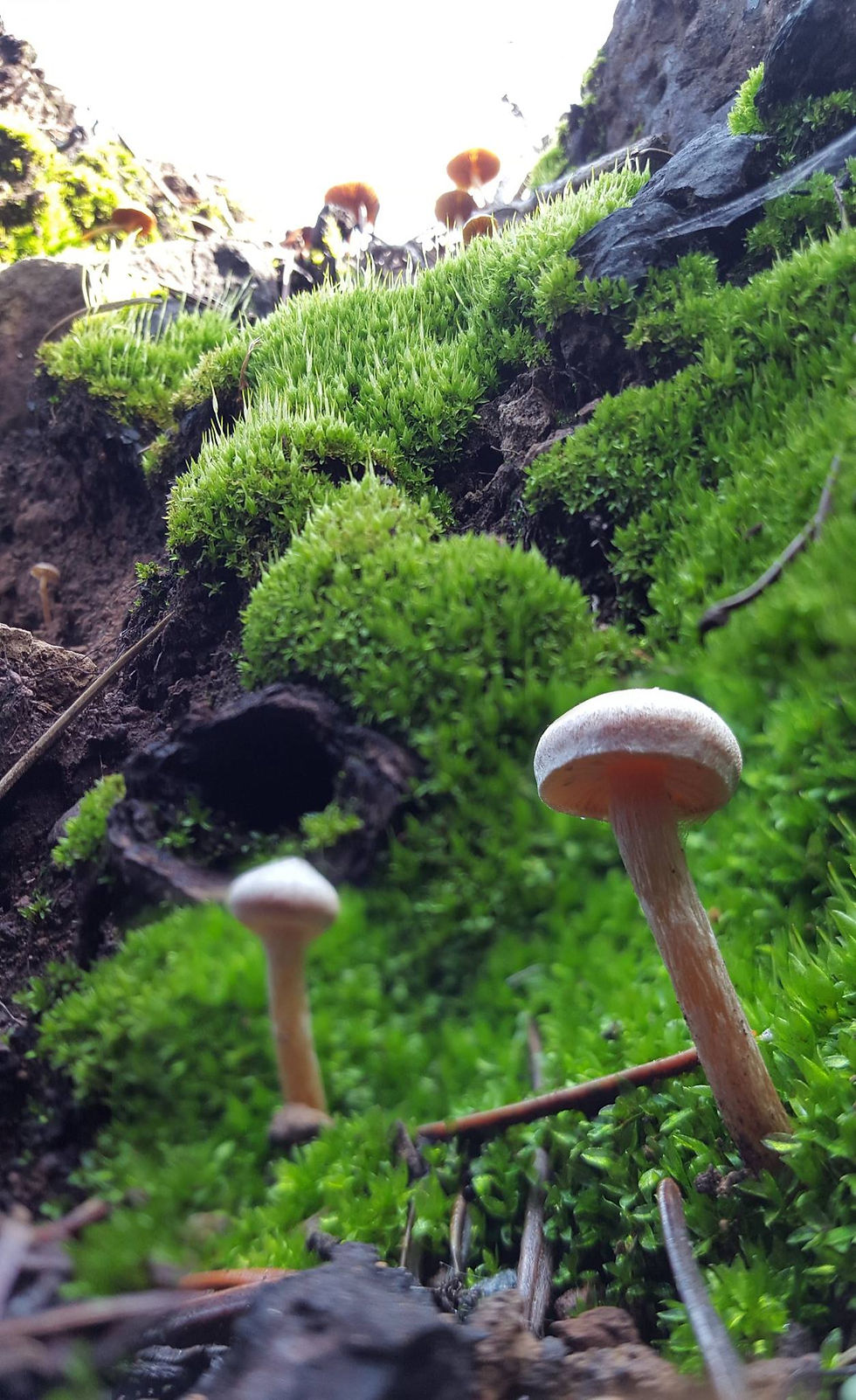 Field observations - the same mushrooms from a lower angle (modified)