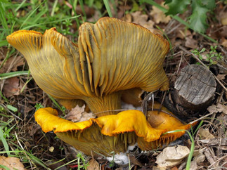 Omphalotus olivascens. © Debbie Viess (from mushroomobserver.org)