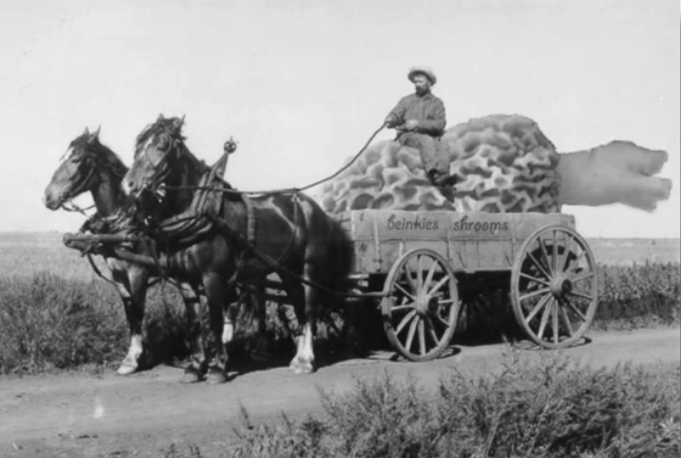 Morel in Cart. Contributed by Jim Maley