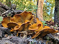 Omphalotus olivascens (jack o' lantern. Photo by Jennifer Gomez