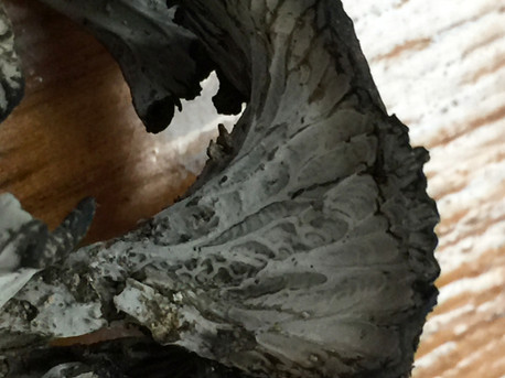 Craterellus atrocinereus. © Darvin DeShazer (from mushroomobserver.org)