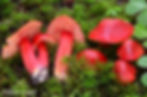 Hygrocybe coccinea. Photo by Noah Siegel