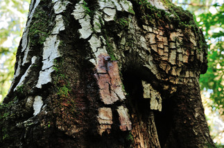 Phytophthora ramorum. © jellyfishww (CC-BY-NC) (from inaturalist.org, obs. 70475711)