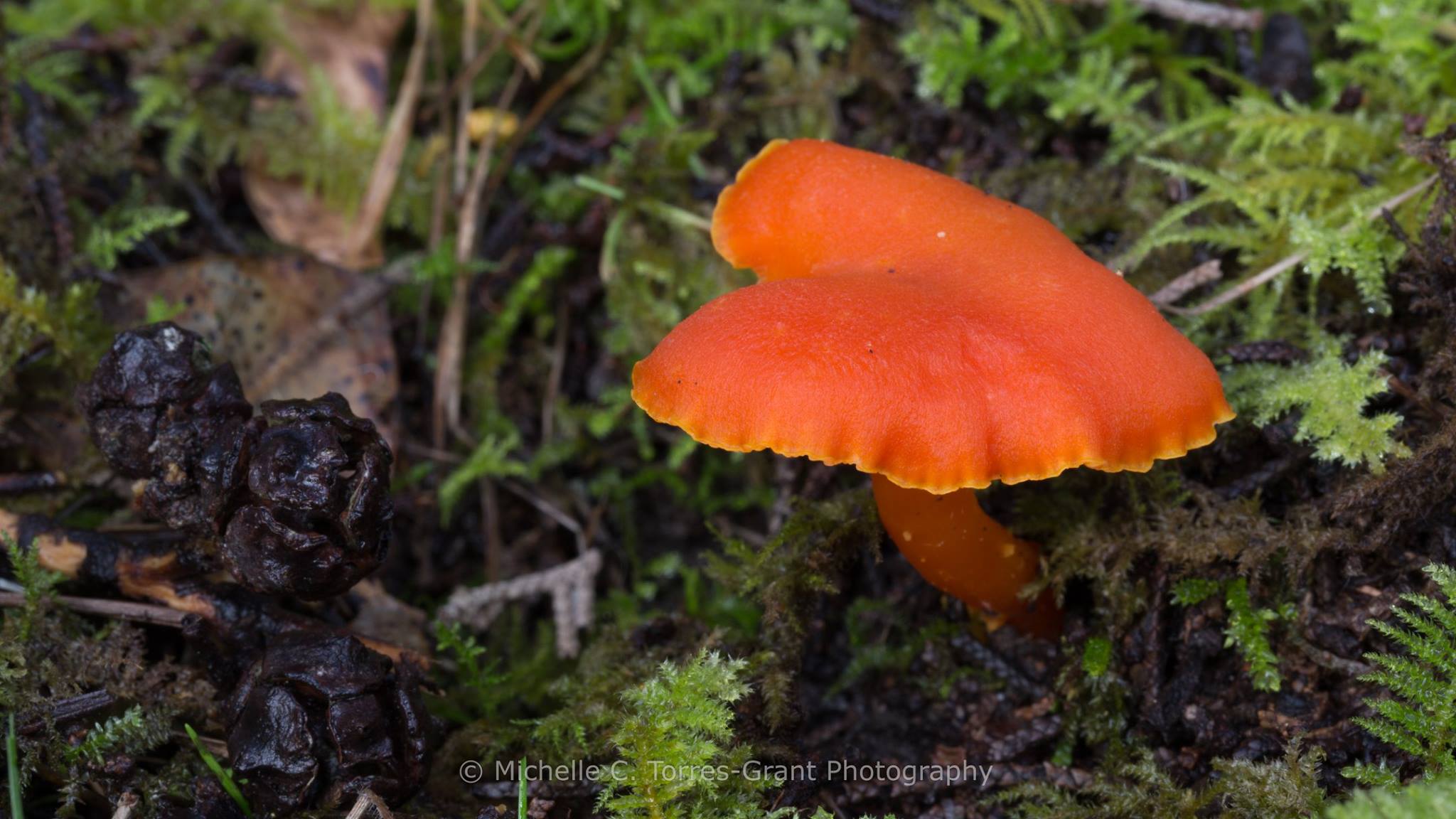 Cookeina tricholoma (Mont.) Kuntze (2014, Yukatan). Photo by Yev Nyden