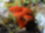 Hygrocybe Miniata Group | Fungus Federation of Santa Cruz