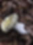 Russulales News – Website for Russula Lovers Is Back Online | Fungus Federation of Santa Cruz