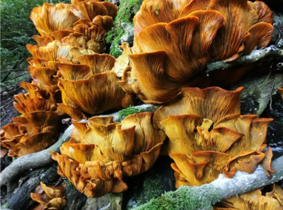 Field observations - the same mushrooms from a lower angle (modified)