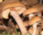 Armillaria mellea (cropped). Photo by Hugh Smith