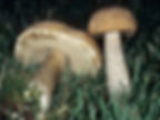 Leccinum scabrum. © Ron Pastorino (from mykoweb.com)
