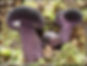 Porphyrellus (Tylopilus) formosus | Fungus Federation of Santa Cruz