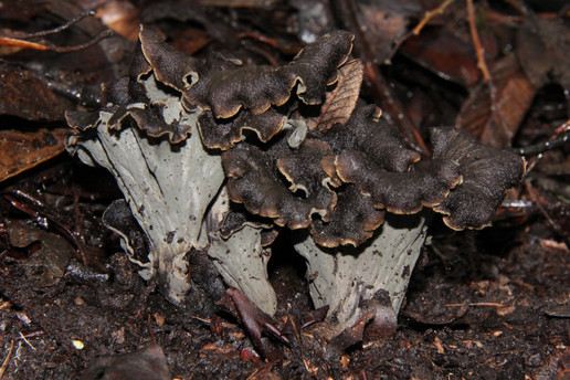 Craterellus calicornucopioides. © Alan Rockefeller (from mushroomobserver.org)