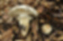 Memories of Matsutake | Fungus Federation of Santa Cruz