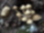 Spring Fungi of the Sierra Nevada - 2026 Recap | Fungus Federation of Santa Cruz