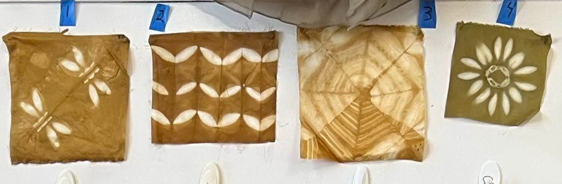 Cookeina tricholoma (Mont.) Kuntze (2014, Yukatan). Photo by Yev Nyden