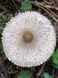 Lepiota clypeolaria, Poland. © Jarosław Krogulec (CC-BY-NC) (from inaturalist.org, ID 309201543)