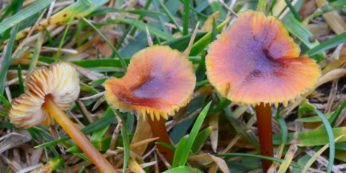 Cookeina tricholoma (Mont.) Kuntze (2014, Yukatan). Photo by Yev Nyden