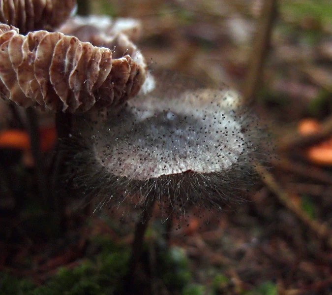 Spinellus fusiger. © Douglas Smith (from mushroomobserver.org)