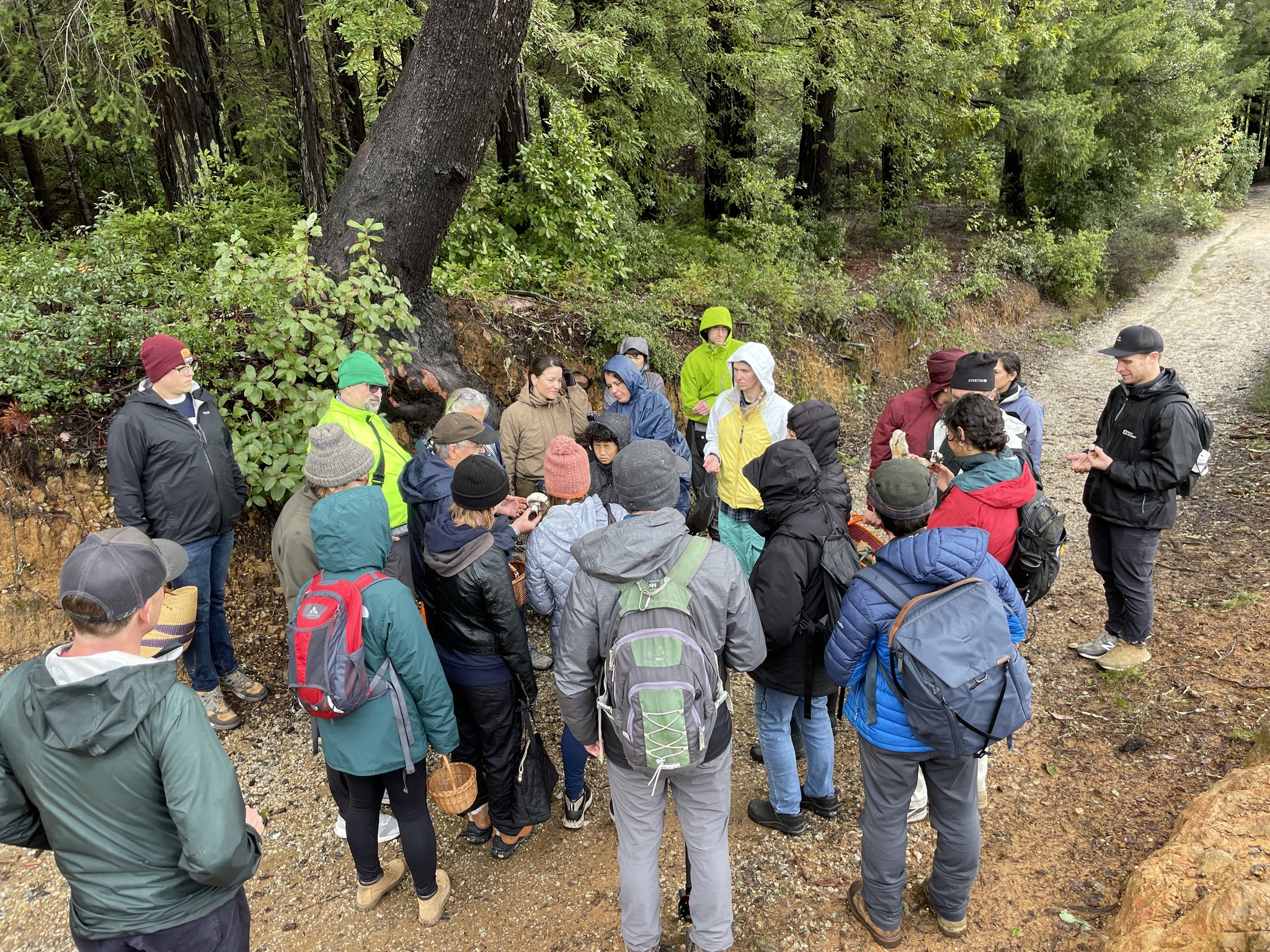 Cookeina tricholoma (Mont.) Kuntze (2014, Yukatan). Photo by Yev Nyden