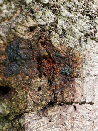 Phytophthora ramorum. © Kerry Wininger (CC-BY-NC) (from inaturalist.org, obs. 105332593)