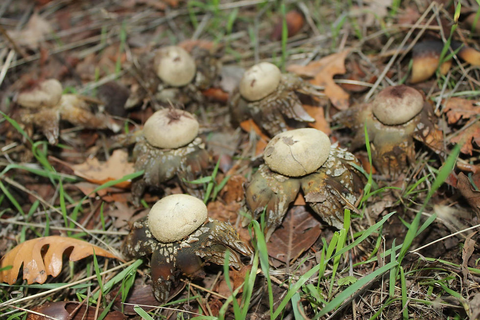 Earth Stars — Astreas Hygrometricus