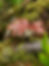 Mushroom Flower | Fungus Federation of Santa Cruz