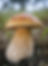 The Season Begins | Fungus Federation of Santa Cruz