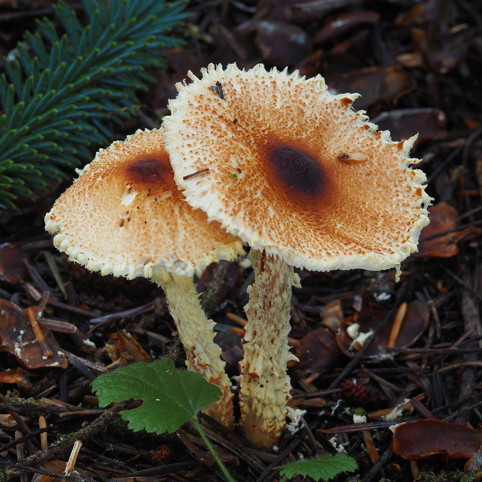 Lepiota magnispora. © Warren Cardimon (CC-BY-NC) (from inaturalist.org, ID 145543016)