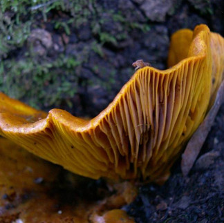 Omphalotus olivascens true gills. © Debbie Viess (from mushroomobserver.org)
