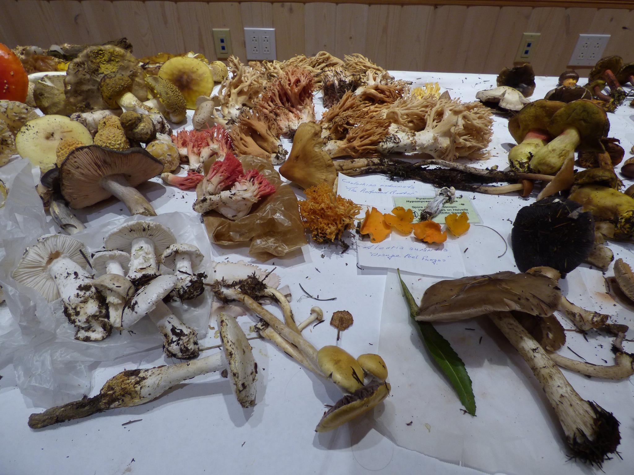 Cookeina tricholoma (Mont.) Kuntze (2014, Yukatan). Photo by Yev Nyden