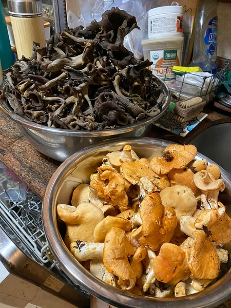 Trumpets and Hedgehogs (Fort Bragg). Photo by Katherine Elvin