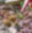Morel Season Has Started! | Fungus Federation of Santa Cruz