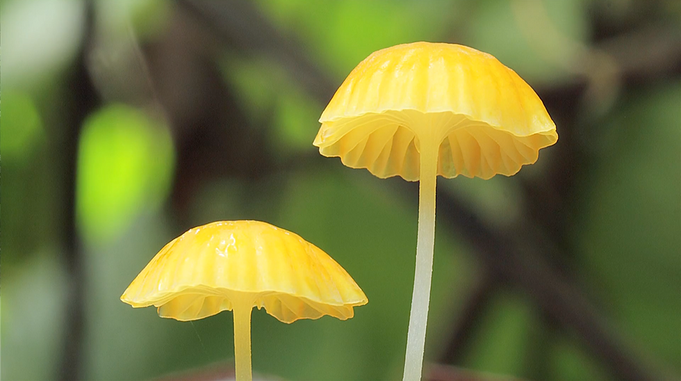 Cam Cam by Taylor Lockwood