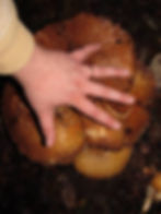 Agaricus augustus. Photo by Tim Sage (from mushroomobserver.org)