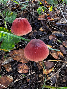Marasmius plicatulus. © Sarah Reid (CC-BY-NC) (from inaturalist.org, ID 334434277)