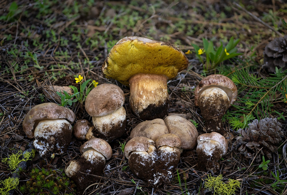 Sierra Boletes in Spring 2007