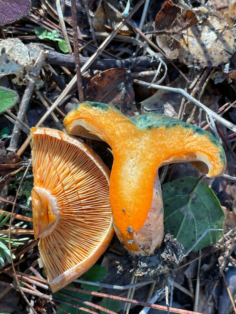 Virtual Mushroom ID Class, February 2022